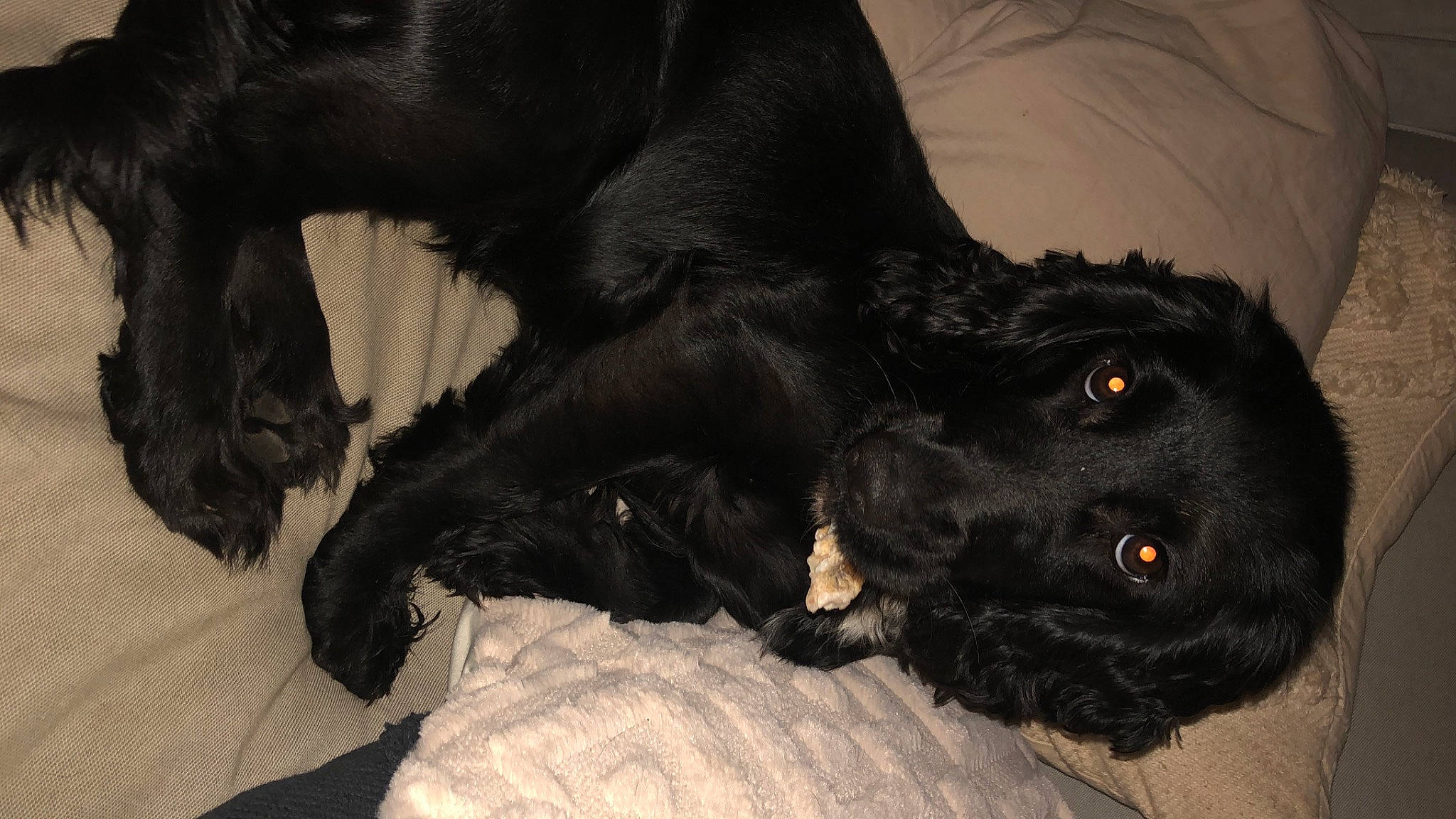 Hollie joined the competition — help win amazing prizes! borador, canidae, carnivore, claw, comfort, companion_dog, dog, dog_breed, fur, guard_dog, liver, mammal, nap, puppy, sporting_group, tail, terrestrial_animal, vertebrate, whiskers, working_animal