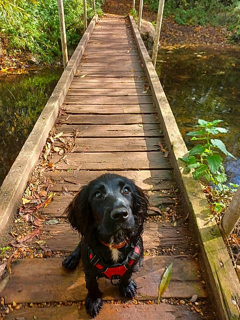 Hollie joined the competition — help win amazing prizes! borador, canidae, carnivore, collar, companion_dog, dog, dog_breed, dog_collar, grass, green, gun_dog, liver, plant, road_surface, snout, sporting_group, tree, water, wood, working_animal