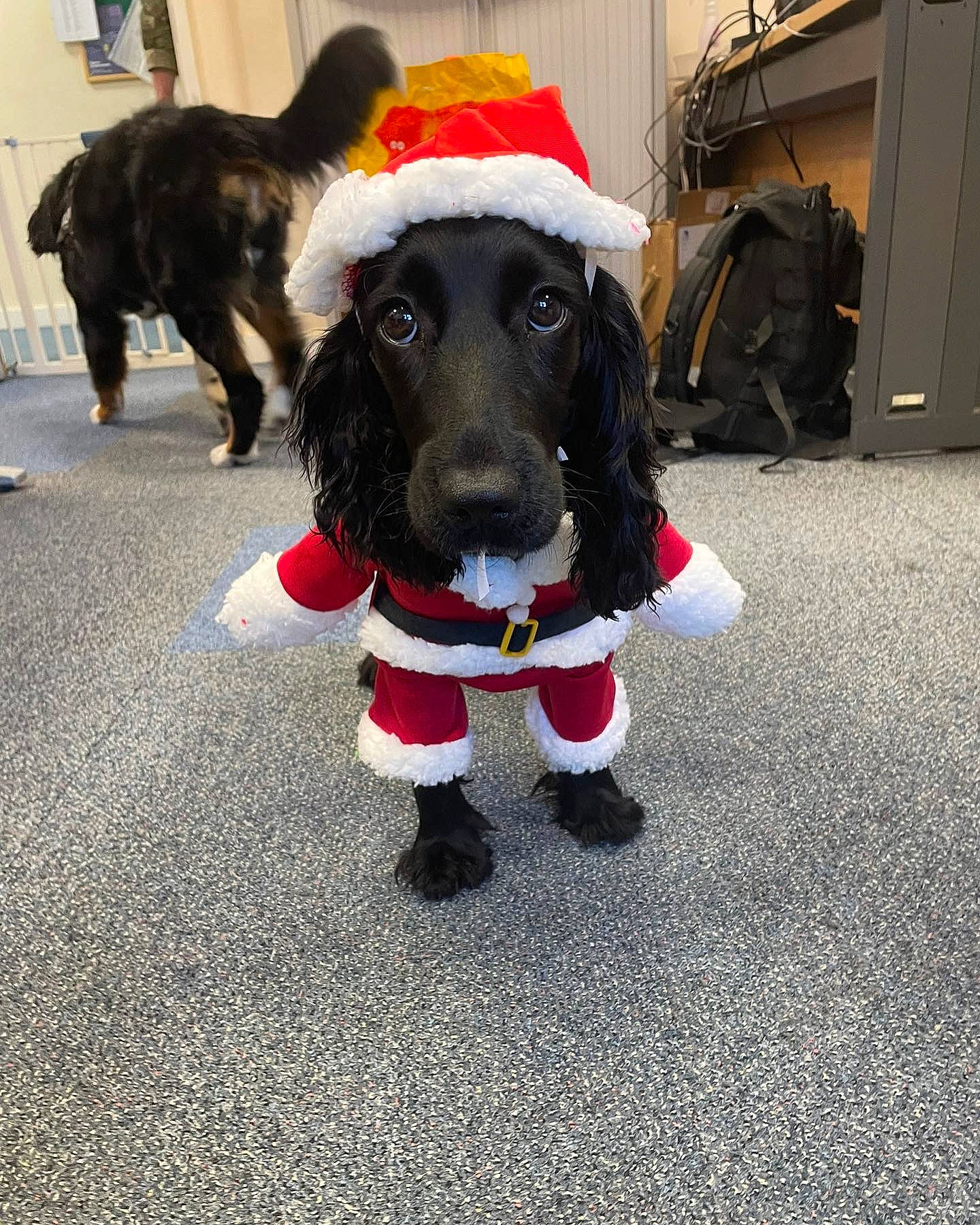 Hollie is registered to the contest to win money with this photo: canidae, carnivore, collar, companion_dog, dog, dog_breed, dog_collar, dog_supply, event, flooring, fun, fur, giant_dog_breed, leash, mascot, pet_supply, snout, spaniel, sporting_group, working_animal