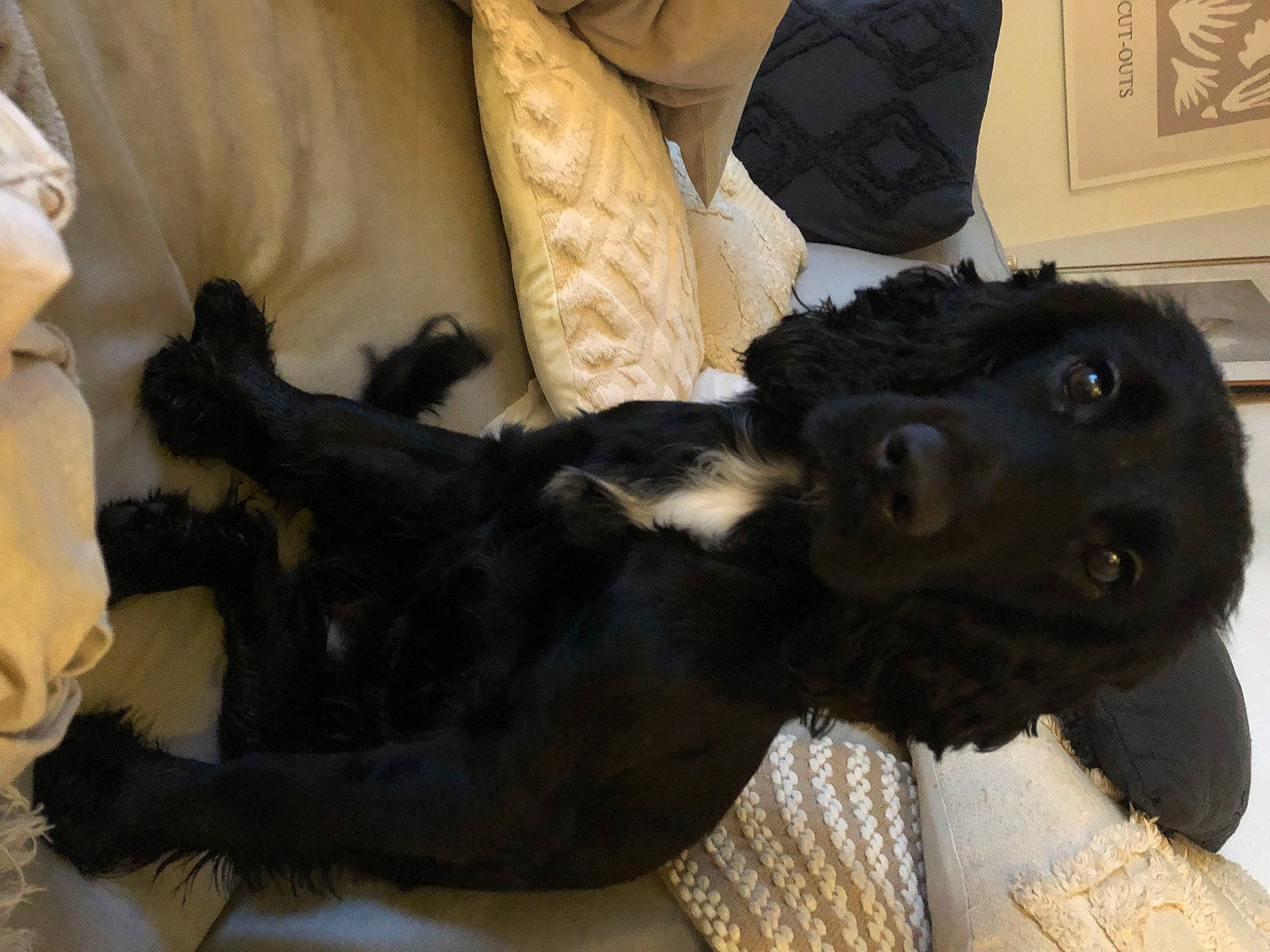 Hollie joined the competition — help win amazing prizes! bed, carnivore, claw, comfort, companion_dog, couch, dog, dog_breed, dog_collar, fur, guard_dog, liver, picture_frame, puppy_love, spaniel, sporting_group, tail, toy_dog, whiskers, working_animal