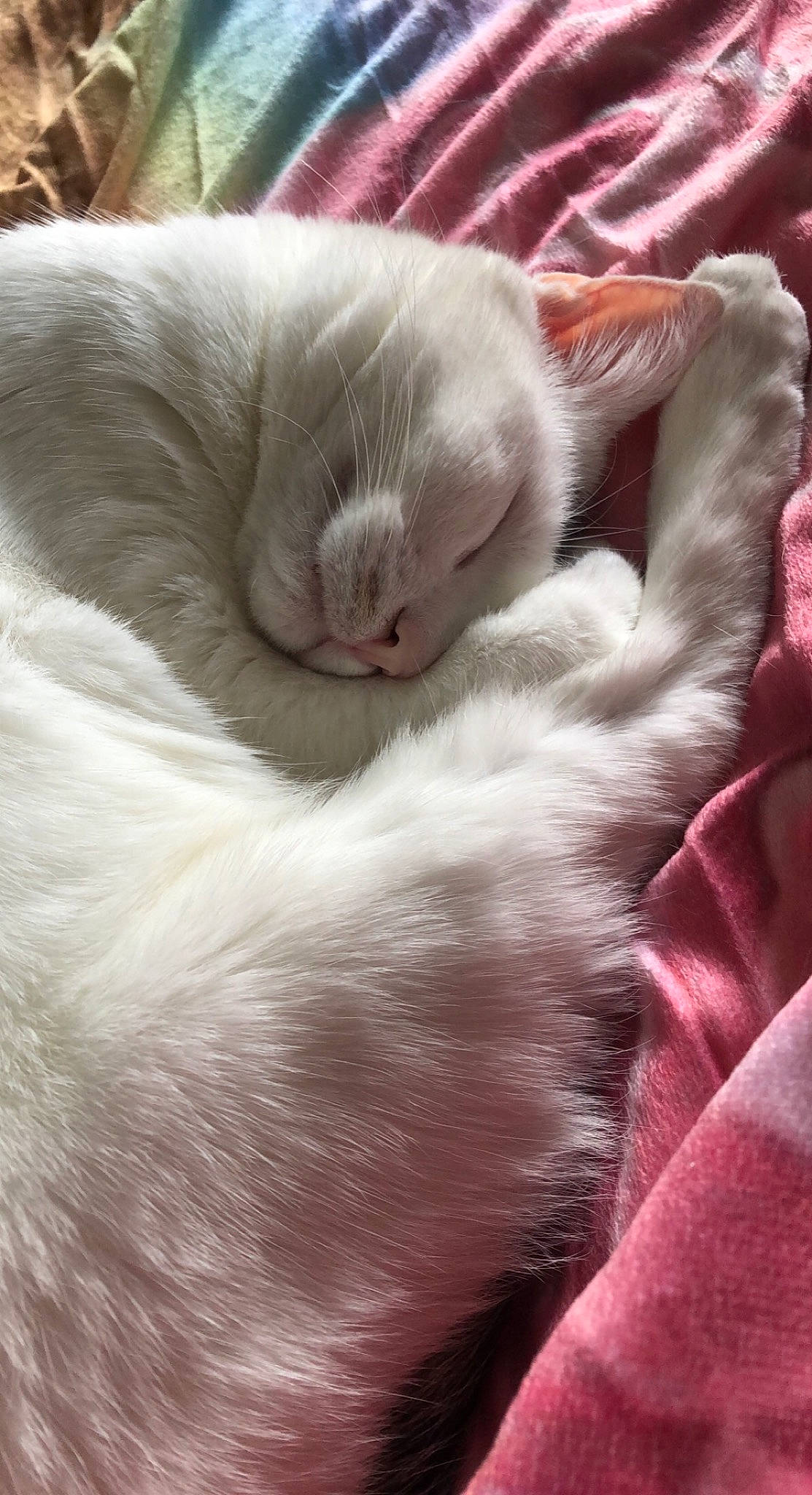 Isis a rejoint le concours — aidez-le/la à gagner de superbes lots ! carnivore, cat, cat_bed, cat_supply, claw, comfort, domestic_short_haired_cat, fawn, felidae, fur, nap, paw, sleep, small_to_medium_sized_cats, snout, tail, vertebrate, whiskers