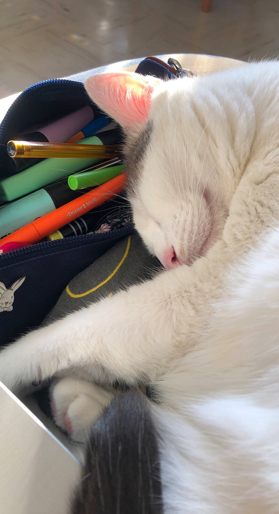 Isis participe au concours pour gagner de l'argent avec cette photo : canidae, carnivore, cat, claw, comfort, companion_dog, domestic_short_haired_cat, felidae, fur, human_leg, nail, nap, paw, seat_belt, small_to_medium_sized_cats, snout, tail, vehicle_door, vertebrate, whiskers