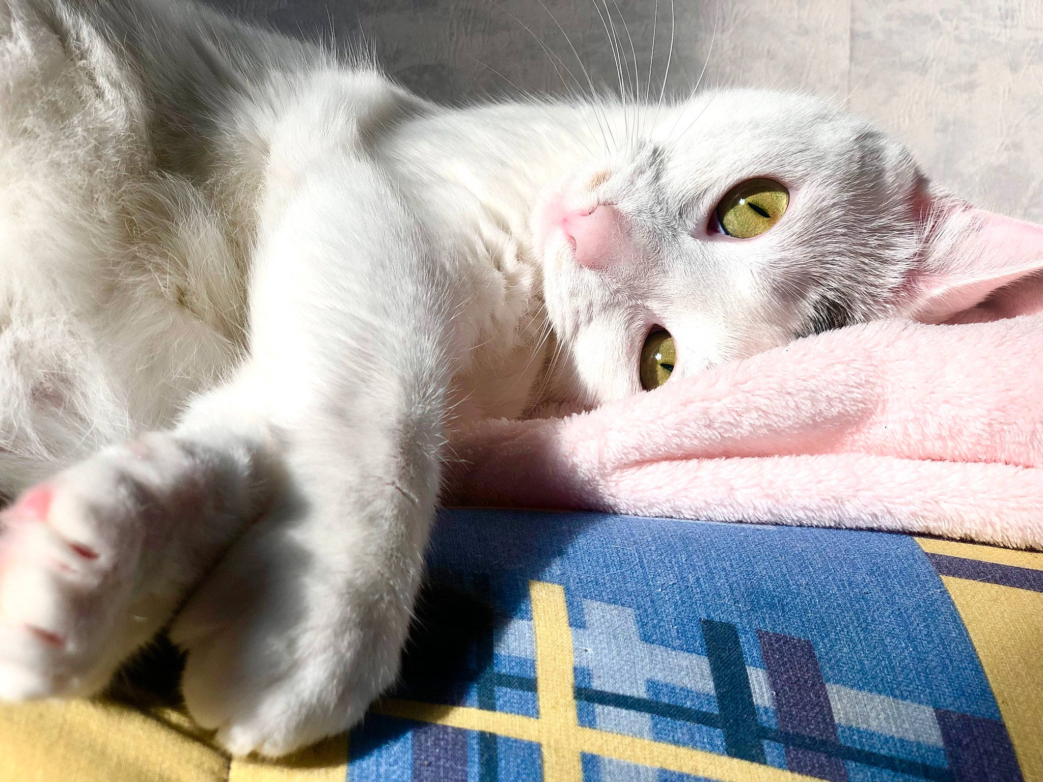 Isis a rejoint le concours — aidez-le/la à gagner de superbes lots ! carnivore, cat, claw, comfort, domestic_short_haired_cat, felidae, fur, linens, pattern, paw, plaid, small_to_medium_sized_cats, snout, tail, tartan, whiskers, woven_fabric