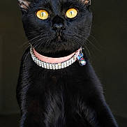 Luna joined the competition — help win amazing prizes! black_cat, cat, pet, animal, feline, golden_eyes, collar, bell, portrait, close_up, whiskers, fur, domestic_cat, dark_background, shiny_fur, alert, looking_up, cute, indoor, mammal