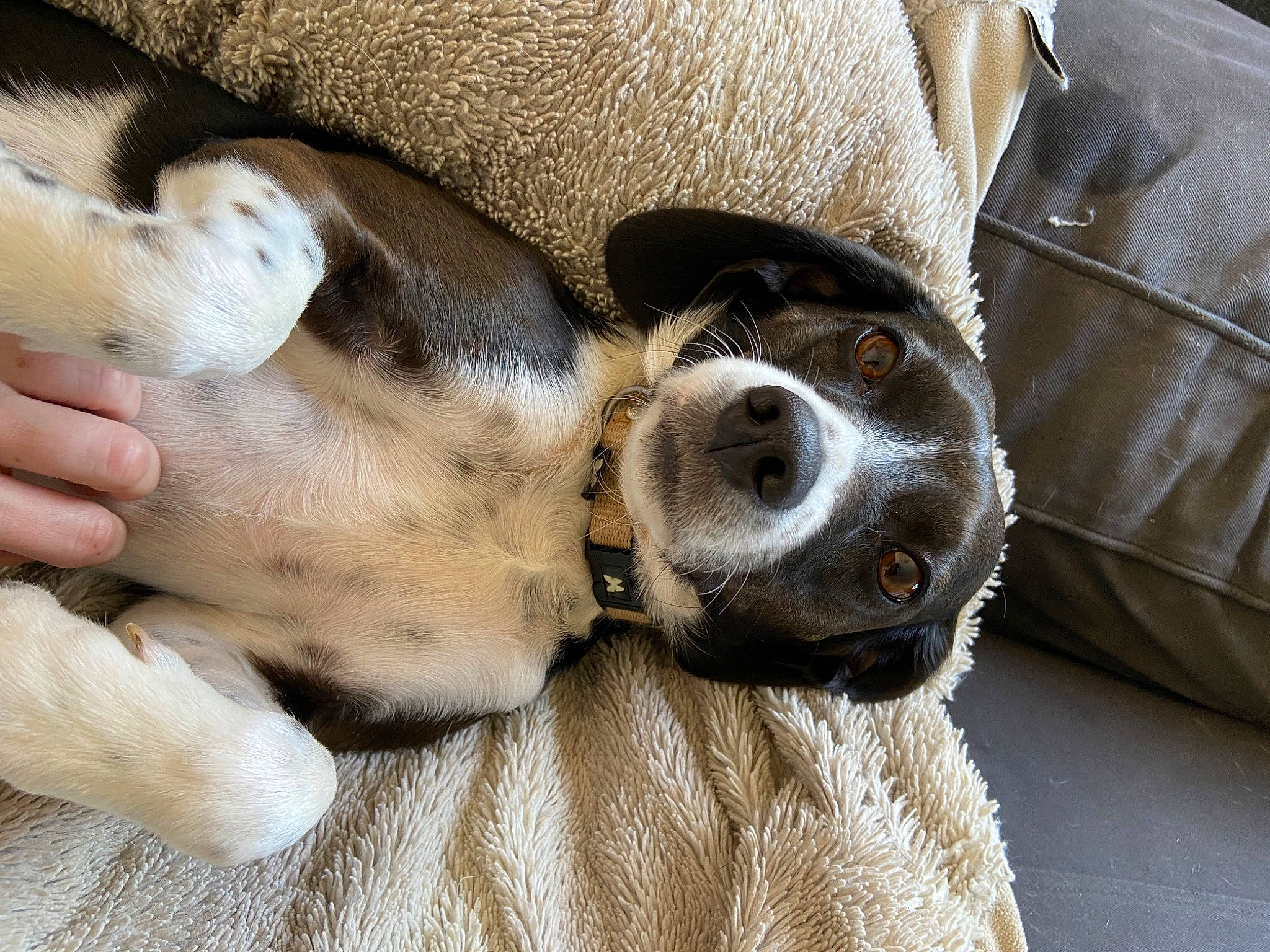 Rubis participe au concours pour gagner de l'argent avec cette photo : canidae, carnivore, comfort, companion_dog, dog, dog_breed, fawn, fur, mammal, nap, paw, puppy, sleep, snout, sporting_group, street_dog, tail, terrestrial_animal, whiskers, working_animal