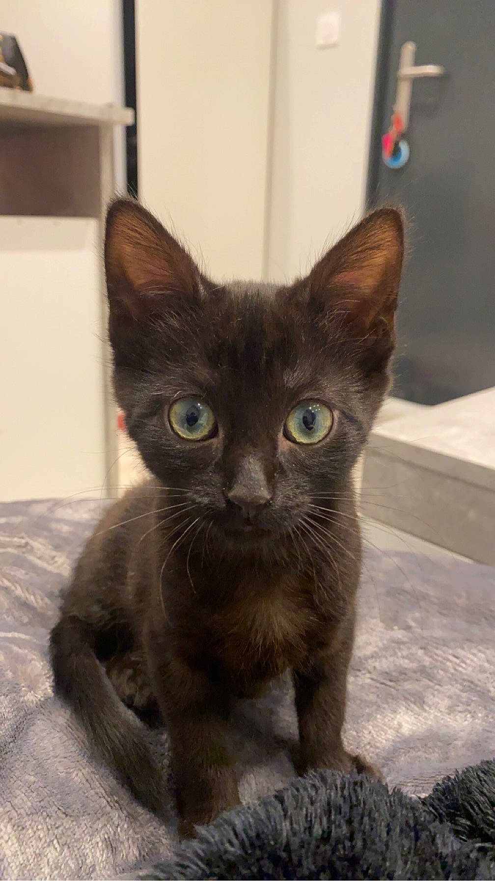 Blue participe au concours pour gagner de l'argent avec cette photo : carnivore, cat, domestic_short_haired_cat, fawn, felidae, fur, head, siamese, small_to_medium_sized_cats, snout, terrestrial_animal, whiskers