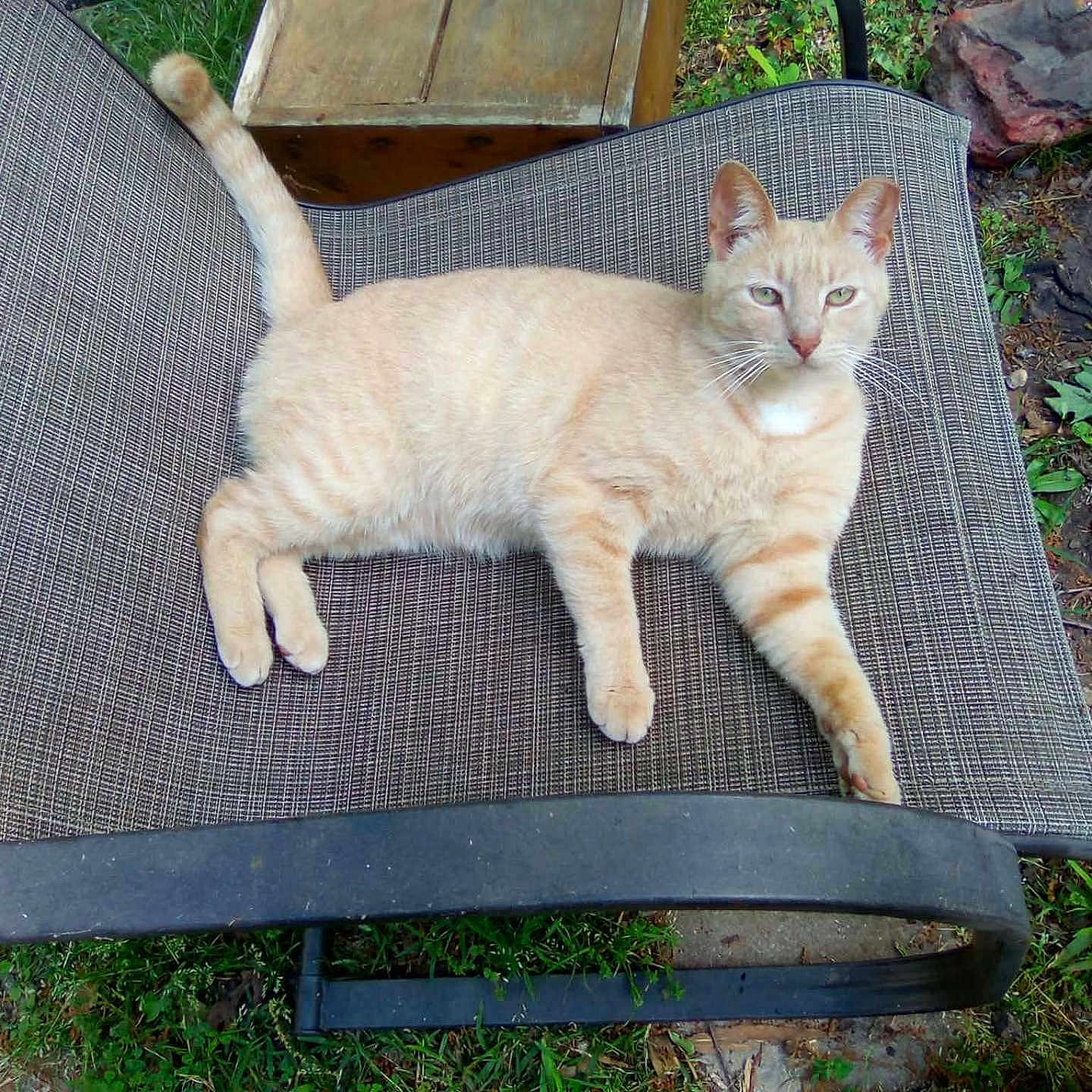 Rambo joined the competition — help win amazing prizes! cat, cream_colored, outdoor, chair, lounging, grass, greenery, relaxed, pet, animal, feline, nature, daylight, curious, resting, texture, leaf, wood, metal, garden