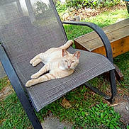 Rambo is registered to the contest to win money with this photo: cat, tabby_cat, outdoor_chair, garden, greenery, grass, wooden_bench, relaxed, sunlight, pet, animal, nature, resting, feline, summer, daytime, grass_patch, leaves, seat, casual