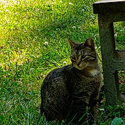Little Ma'Am is registered to the contest to win money with this photo: cat, tabby_cat, grass, outdoor, nature, sunlight, bench, concrete, pet, animal, feline, greenery, daylight, quiet, sitting, curious, mammal, wildlife, flora, shadow