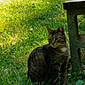 animal, bench, cat, concrete, curious, daylight, feline, flora, grass, greenery, mammal, nature, outdoor, pet, quiet, shadow, sitting, sunlight, tabby_cat, wildlife