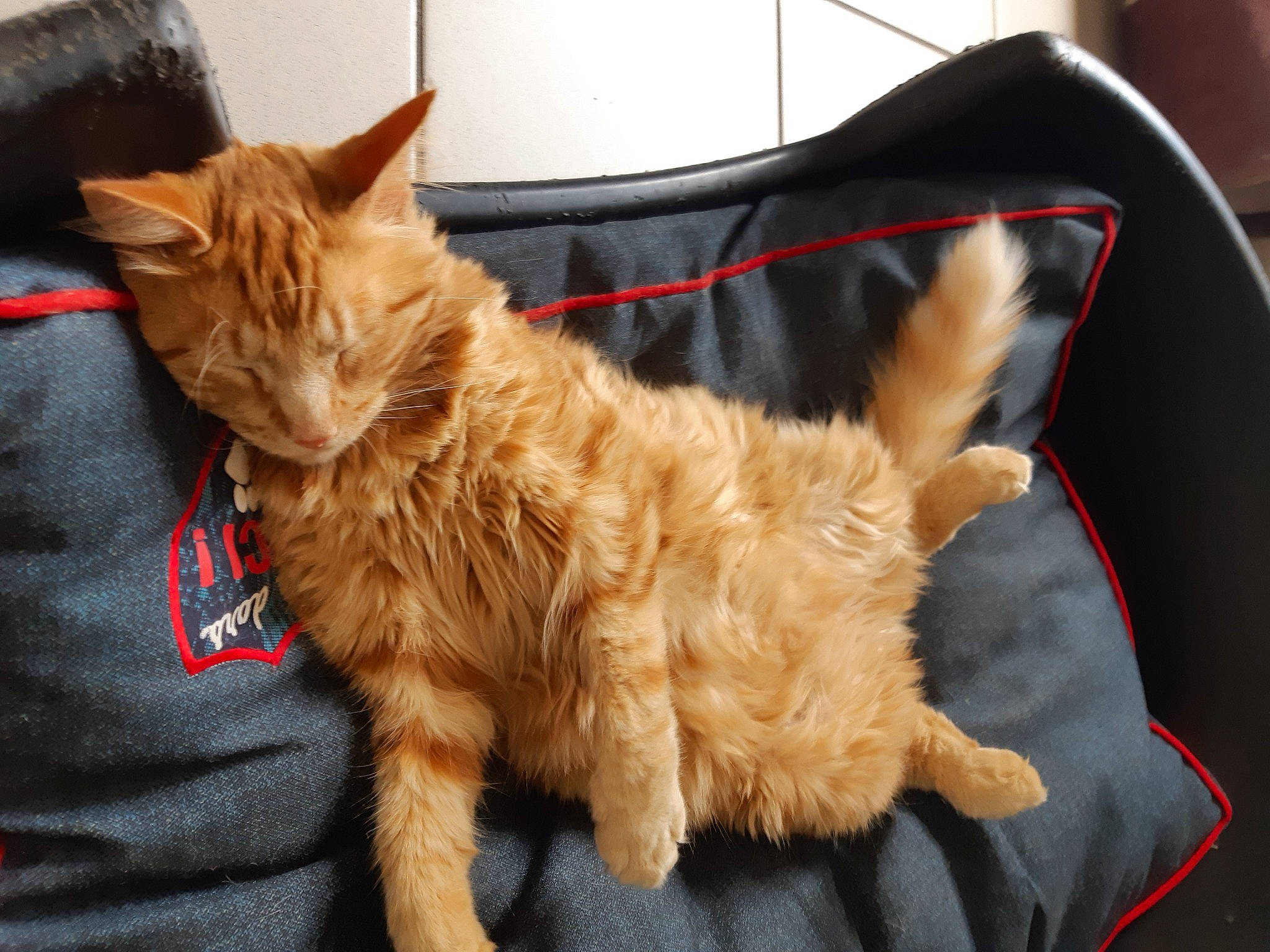 Pirates participe au concours pour gagner de l'argent avec cette photo : canidae, carnivore, cat, claw, comfort, companion_dog, dog_breed, domestic_short_haired_cat, fawn, felidae, fur, human_leg, liver, paw, small_to_medium_sized_cats, sporting_group, tail, terrestrial_animal, whiskers, working_animal