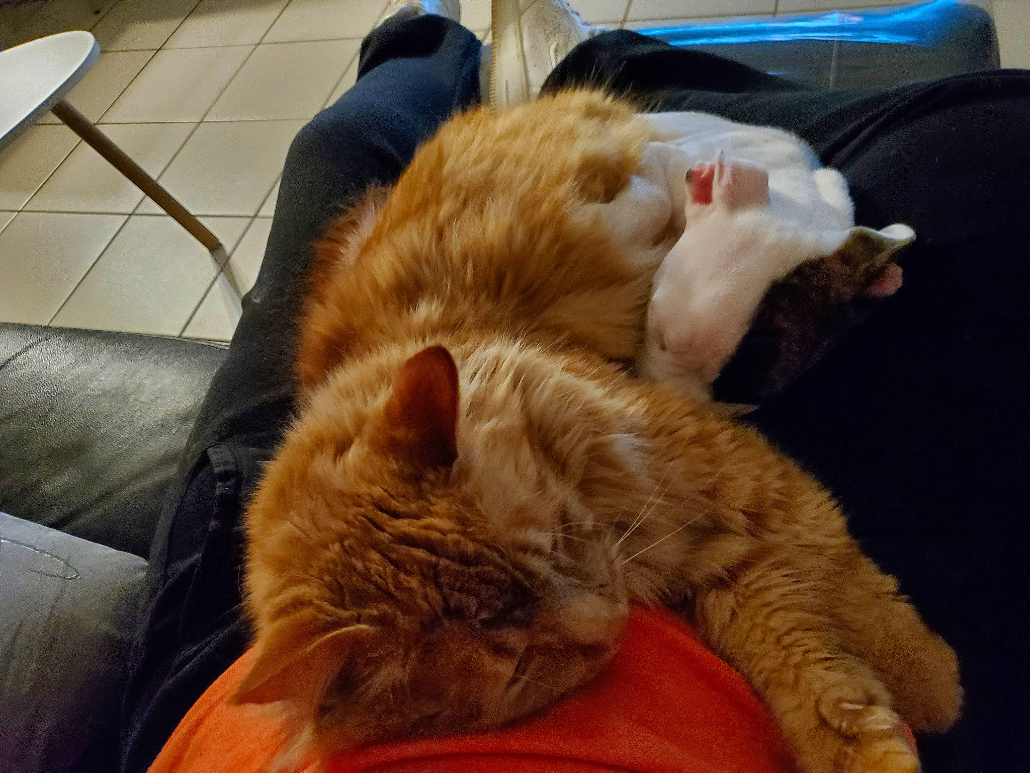 Pirates participe au concours pour gagner de l'argent avec cette photo : bed, carnivore, cat, claw, comfort, companion_dog, couch, domestic_short_haired_cat, fawn, felidae, flooring, fur, nap, paw, room, small_to_medium_sized_cats, snout, tail, whiskers, wood