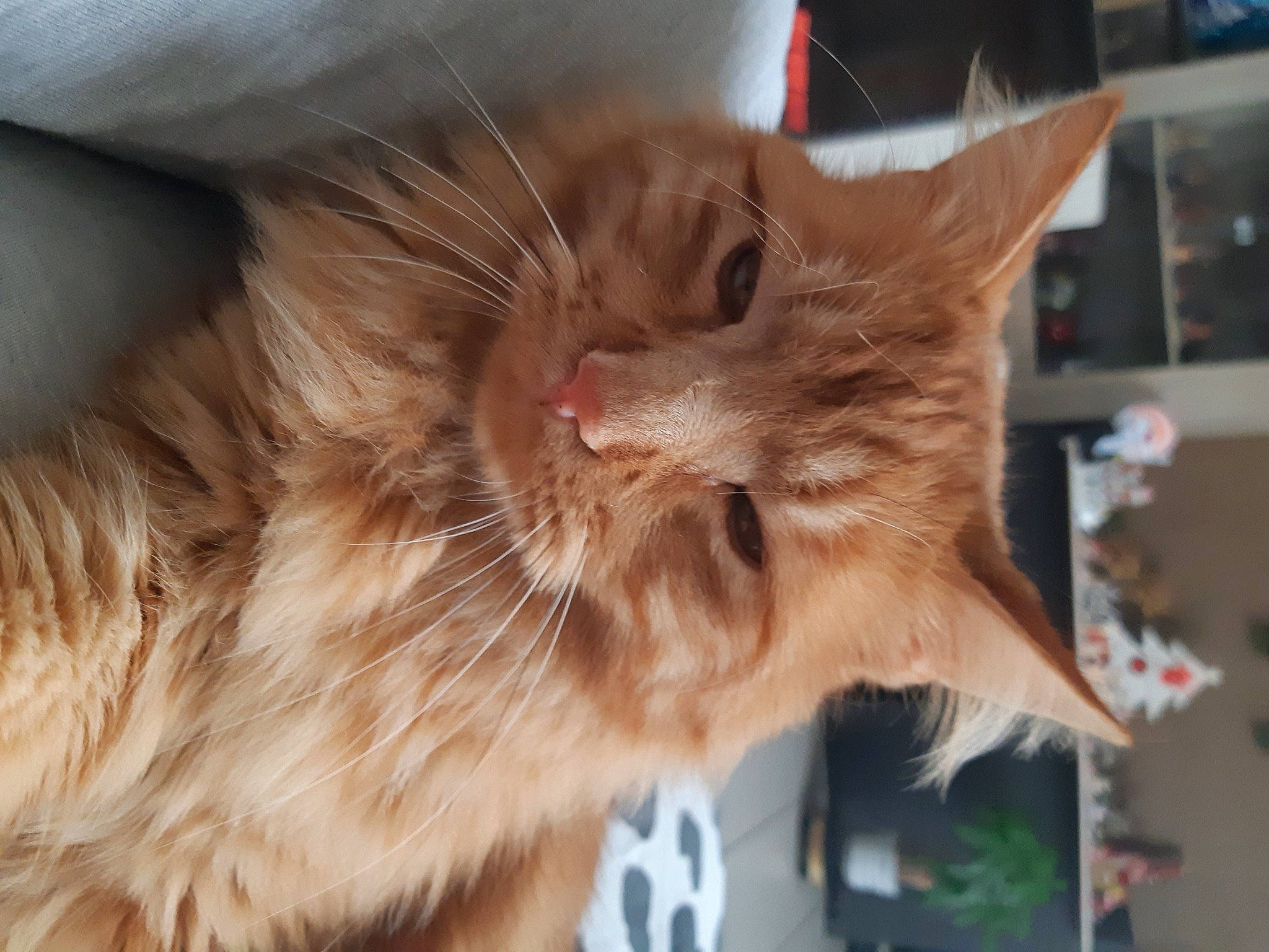 Pirates participe au concours pour gagner de l'argent avec cette photo : box, carnivore, cat, claw, digital_video_recorder, domestic_short_haired_cat, ear, fawn, felidae, fur, paw, siberian, small_to_medium_sized_cats, snout, tail, whiskers