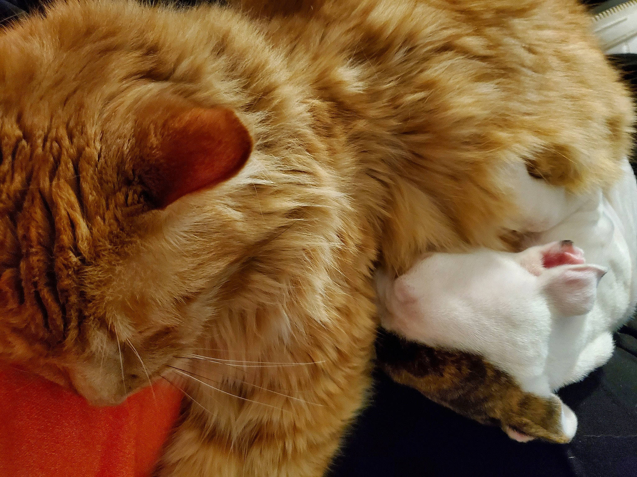 Pirates a rejoint le concours — aidez-le/la à gagner de superbes lots ! carnivore, cat, claw, comfort, companion_dog, dog_breed, domestic_short_haired_cat, eye, fawn, felidae, fur, mammal, nap, paw, sleep, small_to_medium_sized_cats, snout, tail, vertebrate, whiskers