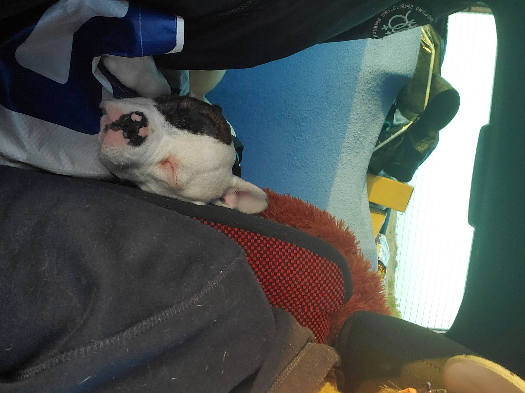 Starlette a rejoint le concours — aidez-le/la à gagner de superbes lots ! boston_terrier, canidae, car_seat, car_seat_cover, carnivore, comfort, companion_dog, dog, dog_breed, fawn, head_restraint, human_leg, lap, nap, non_sporting_group, paw, seat_belt, sporting_group, toy_dog, vehicle_door