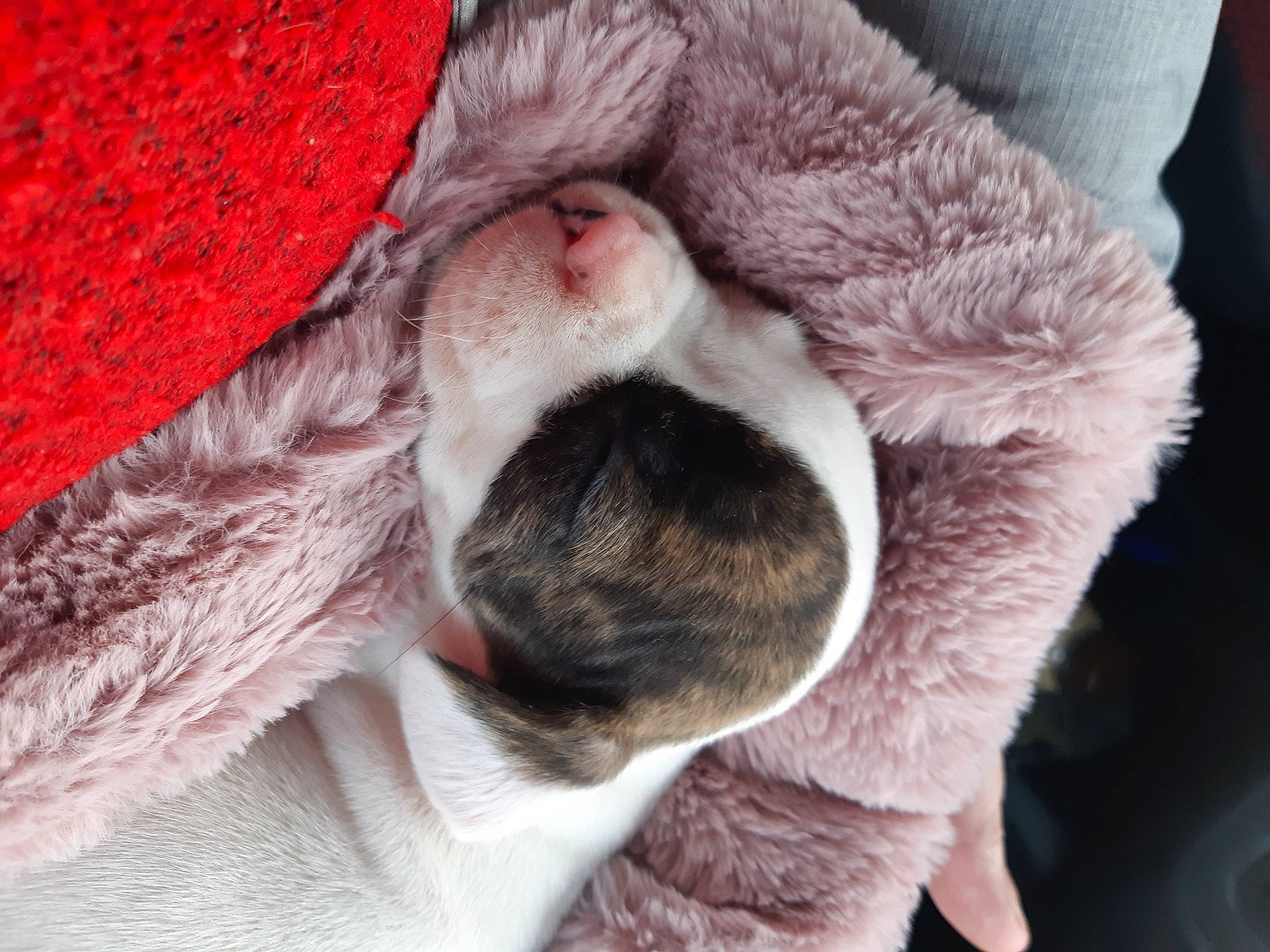 Starlette participe au concours pour gagner de l'argent avec cette photo : carmine, carnivore, comfort, companion_dog, dog, dog_breed, ear, felidae, fur, liver, nap, paw, small_to_medium_sized_cats, snout, sporting_group, tail, textile, whiskers, working_animal, wrinkle