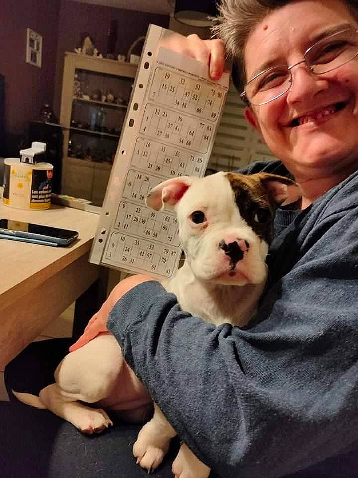 Starlette participe au concours pour gagner de l'argent avec cette photo : carnivore, comfort, companion_dog, dog, dog_breed, eyewear, fawn, fur, glasses, skin, smile, snout, sporting_group, suidae, t_shirt, table, terrestrial_animal, toy_dog, whiskers, working_animal