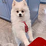 adorable, animal, cabinet, companion, cute, dog, domestic, floor, fur, indoor, kitchen, looking, pet, playful, pomeranian, portrait, small_dog, standing, tie, white_fur