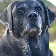 Shiloh is registered to the contest to win money with this photo: dog, black_dog, portrait, close_up, animal, pet, outdoor, fur, canine, muzzle, ears, eyes, face, nature, looking, mammal, friendly, companion, expression, adorable