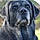 Shiloh