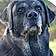 Shiloh