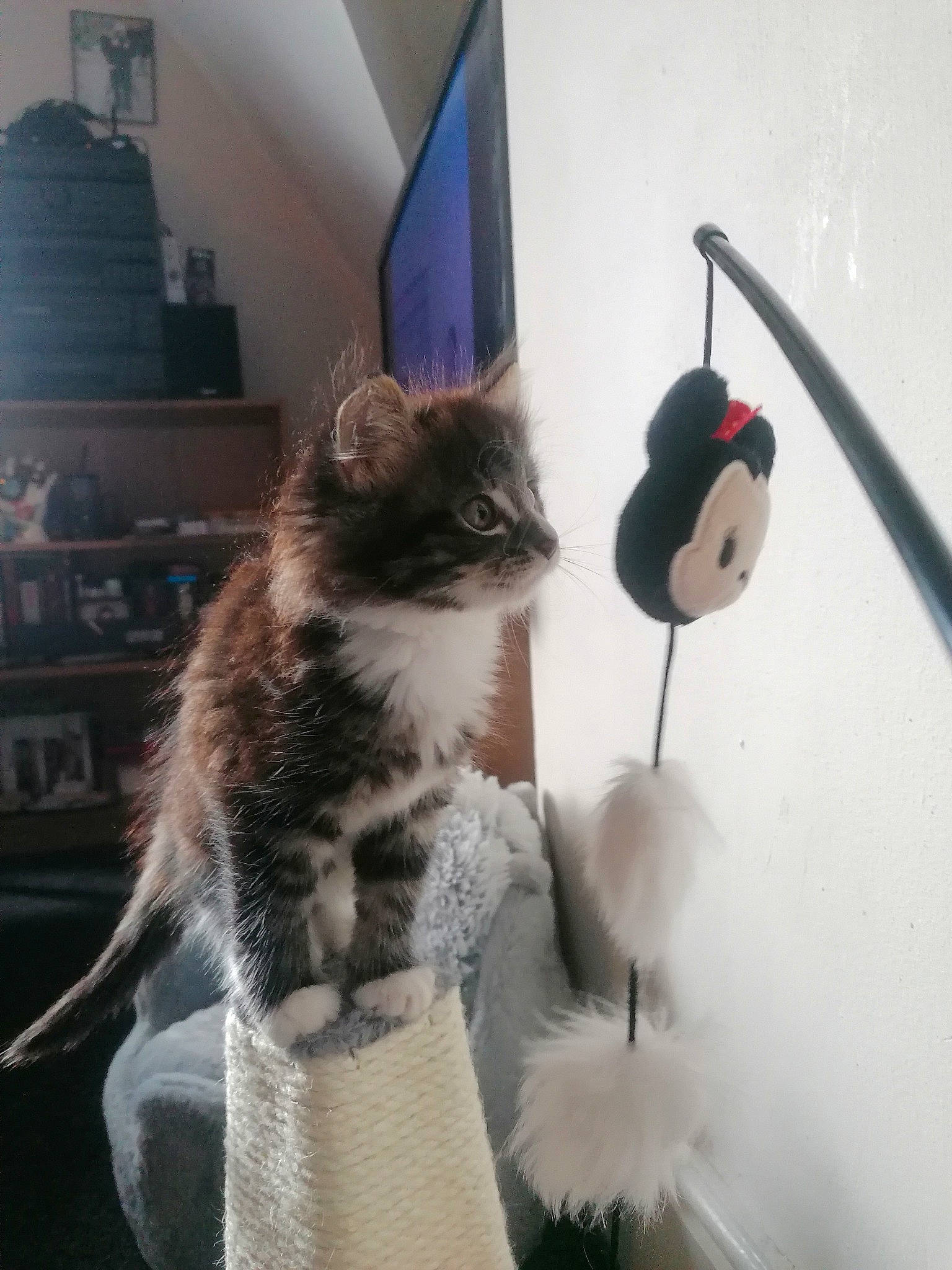 Leia is registered to the contest to win money with this photo: carnivore, cat, felidae, fur, kitten, mouse, muridae, norwegian_forest_cat, small_to_medium_sized_cats, tail, whiskers