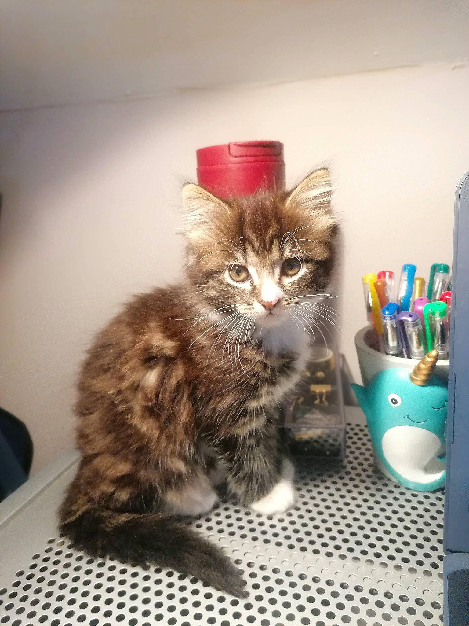 Leia is registered to the contest to win money with this photo: american_shorthair, asian, carnivore, cat, domestic_long_haired_cat, domestic_short_haired_cat, european_shorthair, felidae, fur, kitten, maine_coon, norwegian_forest_cat, polydactyl_cat, ragamuffin, siberian, small_to_medium_sized_cats, tabby_cat, whiskers