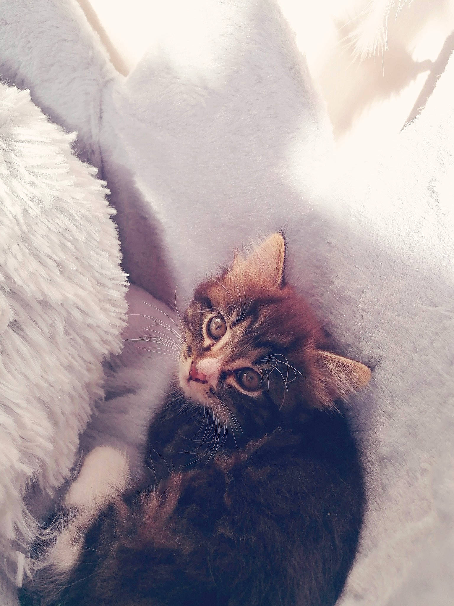 Leia joined the competition — help win amazing prizes! american_curl, carnivore, cat, domestic_long_haired_cat, ear, eye, felidae, fur, kitten, norwegian_forest_cat, siberian, small_to_medium_sized_cats, tabby_cat, tail, whiskers