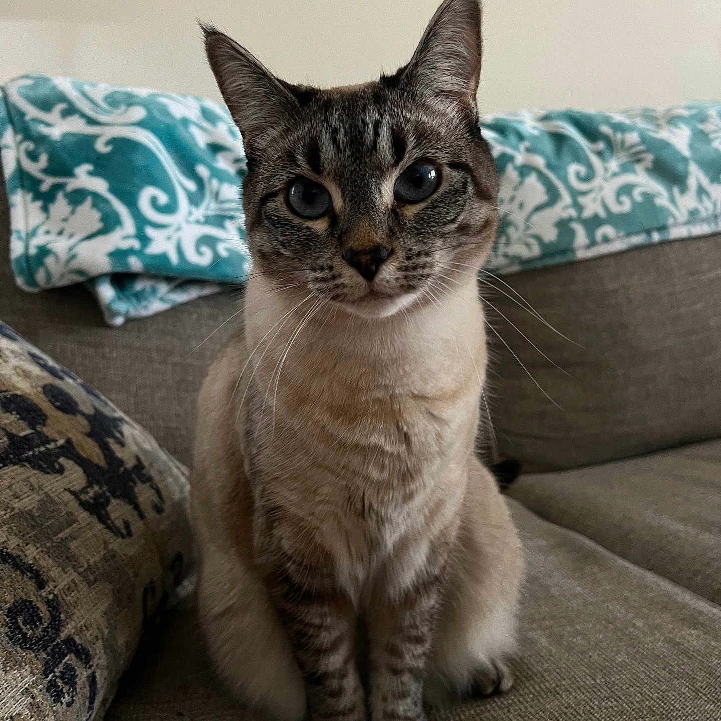 Winnie joined the competition — help win amazing prizes! abyssinian, animal, architecture, building, cat, couch, cushion, furniture, homedecor, indoors, kitten, livingroom, manx, pet, pillow, room, siamese