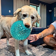 Cooper joined the competition — help win amazing prizes! animal, ball, blue_wall, carpet, casual, curtains, dog, furniture, hand, home, indoor, interaction, light_fur, living_room, ottoman, person, pet, playful, spiky_ball, toy