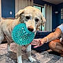 animal, ball, blue_wall, carpet, casual, curtains, dog, furniture, hand, home, indoor, interaction, light_fur, living_room, ottoman, person, pet, playful, spiky_ball, toy