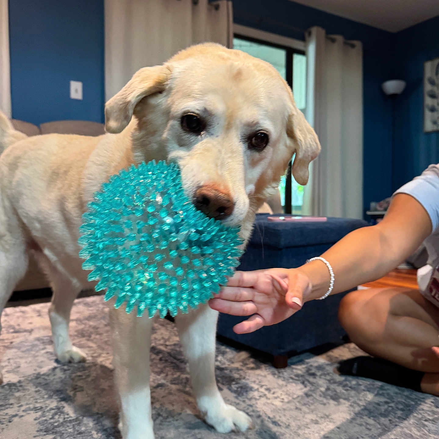 Cooper joined the competition — help win amazing prizes! animal, ball, blue_wall, carpet, casual, curtains, dog, furniture, hand, home, indoor, interaction, light_fur, living_room, ottoman, person, pet, playful, spiky_ball, toy