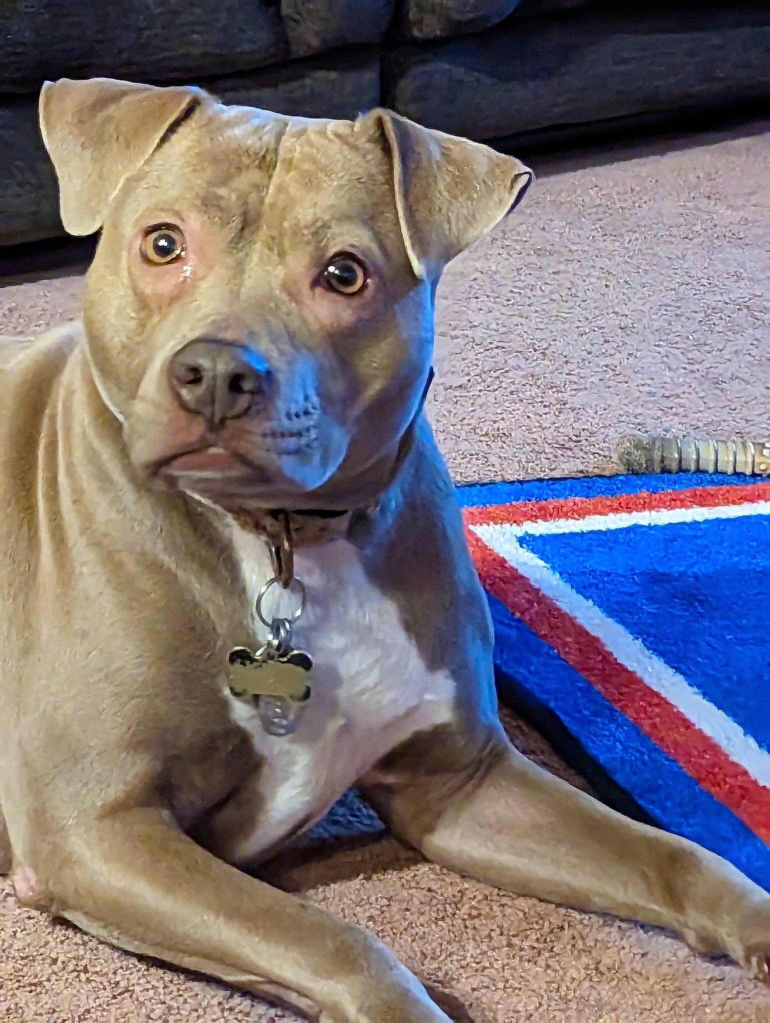 Murphy joined the competition — help win amazing prizes! canidae, carnivore, collar, companion_dog, dog, dog_breed, dog_collar, electric_blue, fawn, flooring, liver, non_sporting_group, snout, sporting_group, terrestrial_animal, whiskers, working_animal, working_dog