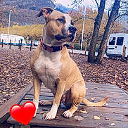 Chanel participe au concours pour gagner de l'argent avec cette photo : dog, animal, outdoor, autumn, leaves, tree, wooden_platform, collar, park, nature, fall, mountain, van, pet, sitting, brown, white, calm, leaf_litter, sky