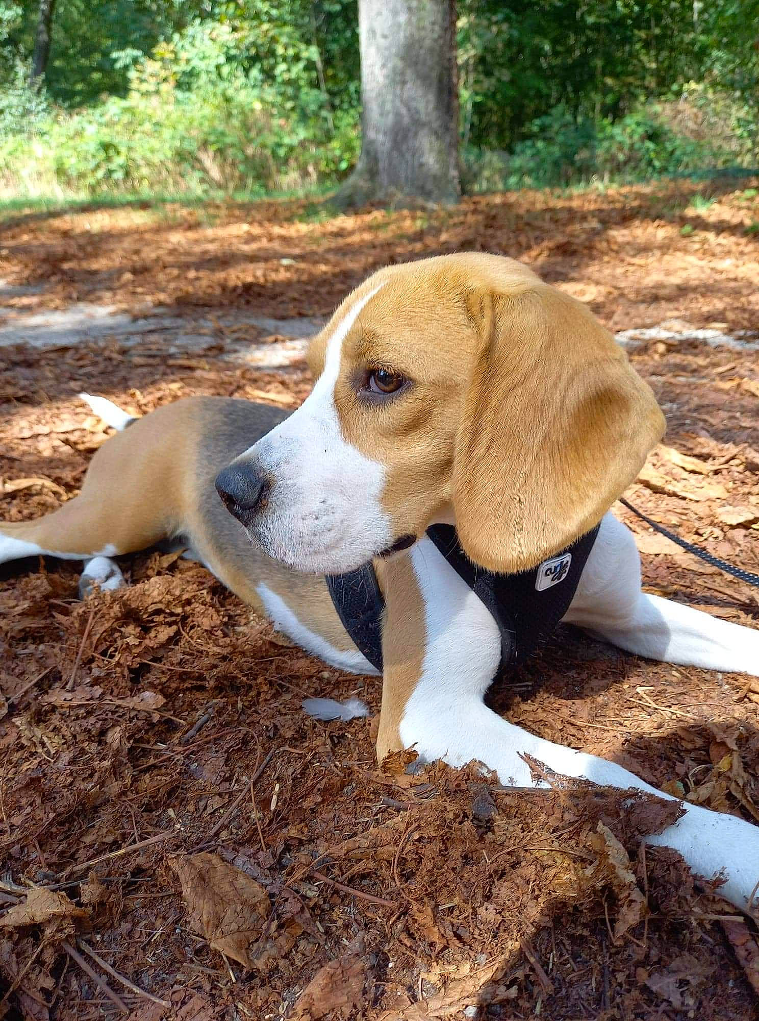 Tdo a rejoint le concours — aidez-le/la à gagner de superbes lots ! canidae, carnivore, companion_dog, dog, dog_breed, fawn, mammal, natural_material, plant, snout, soil, sporting_group, tail, terrestrial_animal, terrestrial_plant, tree, vertebrate, wildlife, wood, working_animal