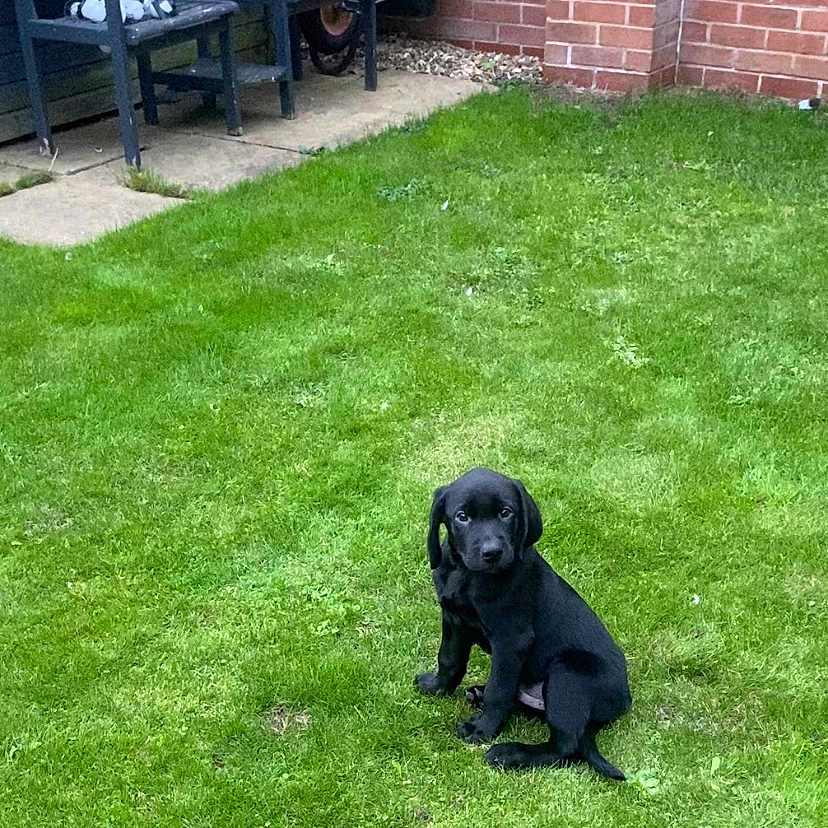 Milo is registered to the contest to win money with this photo: animal, backyard, bench, black_dog, brick_wall, cute, daylight, dog, garden, grass, greenery, lawn, nature, outdoor, pathway, pet, puppy, sitting, wheelbarrow, young_dog