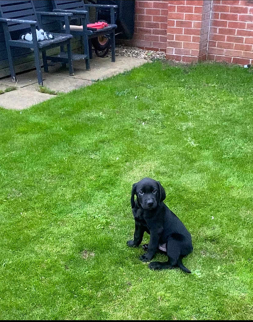 Milo is registered to the contest to win money with this photo: puppy, dog, black_dog, grass, garden, lawn, outdoor, brick_wall, backyard, pet, animal, young_dog, sitting, greenery, bench, wheelbarrow, pathway, daylight, nature, cute