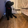 Milo is registered to the contest to win money with this photo: dog, puppy, black_dog, indoor, wooden_floor, couch, radiator, towel, collar, pet, floor, curious, sitting, home, cozy, animal, young_dog, looking_up, domestic, companion
