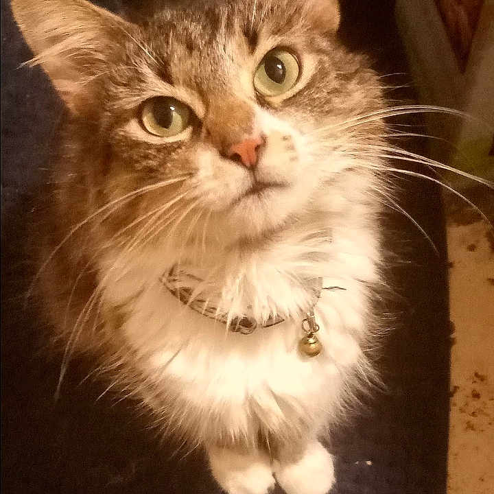 Gigi joined the competition — help win amazing prizes! abyssinian, advertisement, angora, animal, cat, computer, computerhardware, computerkeyboard, electronics, hardware, kitten, manx, monitor, pc, pet, poster, screen, siamese, snout, text