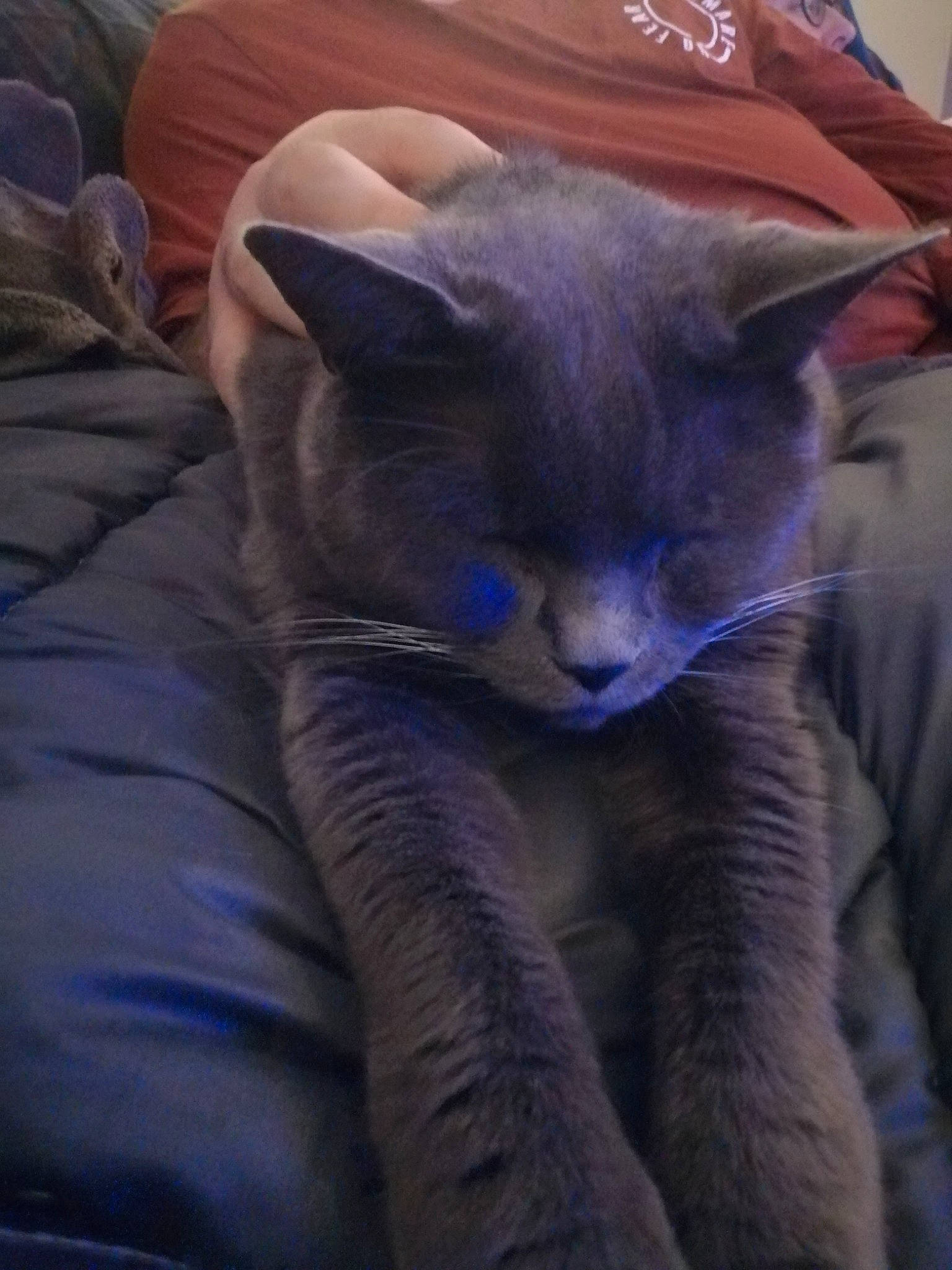 Max a rejoint le concours — aidez-le/la à gagner de superbes lots ! carnivore, cat, comfort, couch, domestic_short_haired_cat, ear, electric_blue, felidae, fur, grey, russian_blue, small_to_medium_sized_cats, snout, tail, terrestrial_animal, whiskers