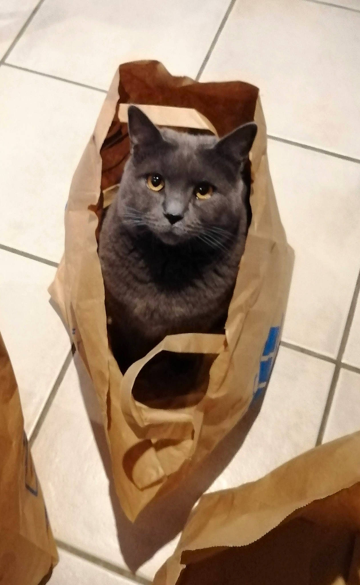 Max a rejoint le concours — aidez-le/la à gagner de superbes lots ! art, black_cat, box, carnivore, cat, chartreux, domestic_short_haired_cat, fawn, felidae, flooring, fur, russian_blue, small_to_medium_sized_cats, snout, tail, whiskers, window, wood, working_animal