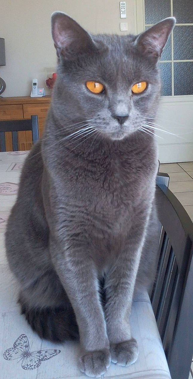 Max participe au concours pour gagner de l'argent avec cette photo : blue, carnivore, cat, domestic_short_haired_cat, drawer, electric_blue, eye, felidae, fur, grey, iris, russian_blue, small_to_medium_sized_cats, snout, tail, terrestrial_animal, whiskers, window