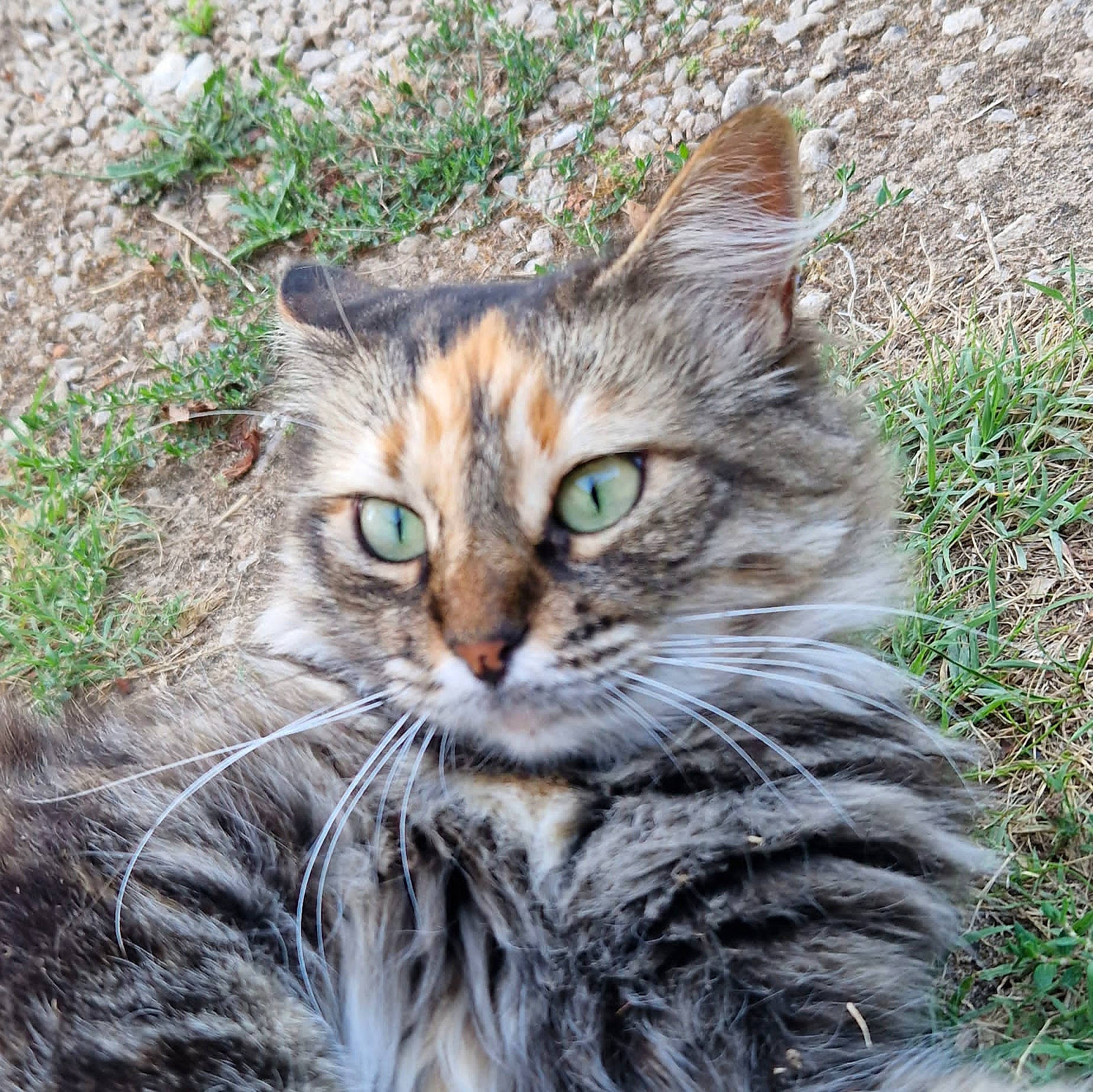 Vaneloppé participe au concours pour gagner de l'argent avec cette photo : carnivore, cat, domestic_short_haired_cat, felidae, fur, grass, groundcover, plant, small_to_medium_sized_cats, snout, tail, terrestrial_animal, tree, whiskers, wildlife