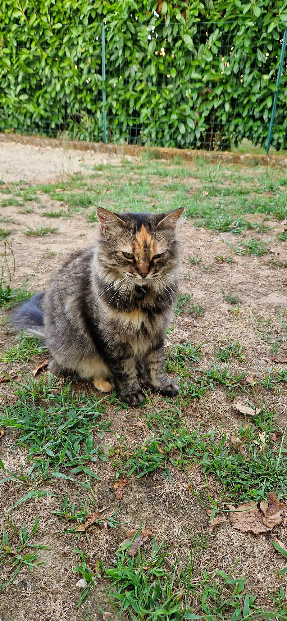 Vaneloppé participe au concours pour gagner de l'argent avec cette photo : carnivore, cat, claw, domestic_short_haired_cat, felidae, fur, grass, groundcover, maine_coon, paw, plant, siberian, sitting, small_to_medium_sized_cats, snout, soil, tail, terrestrial_animal, whiskers, wildlife