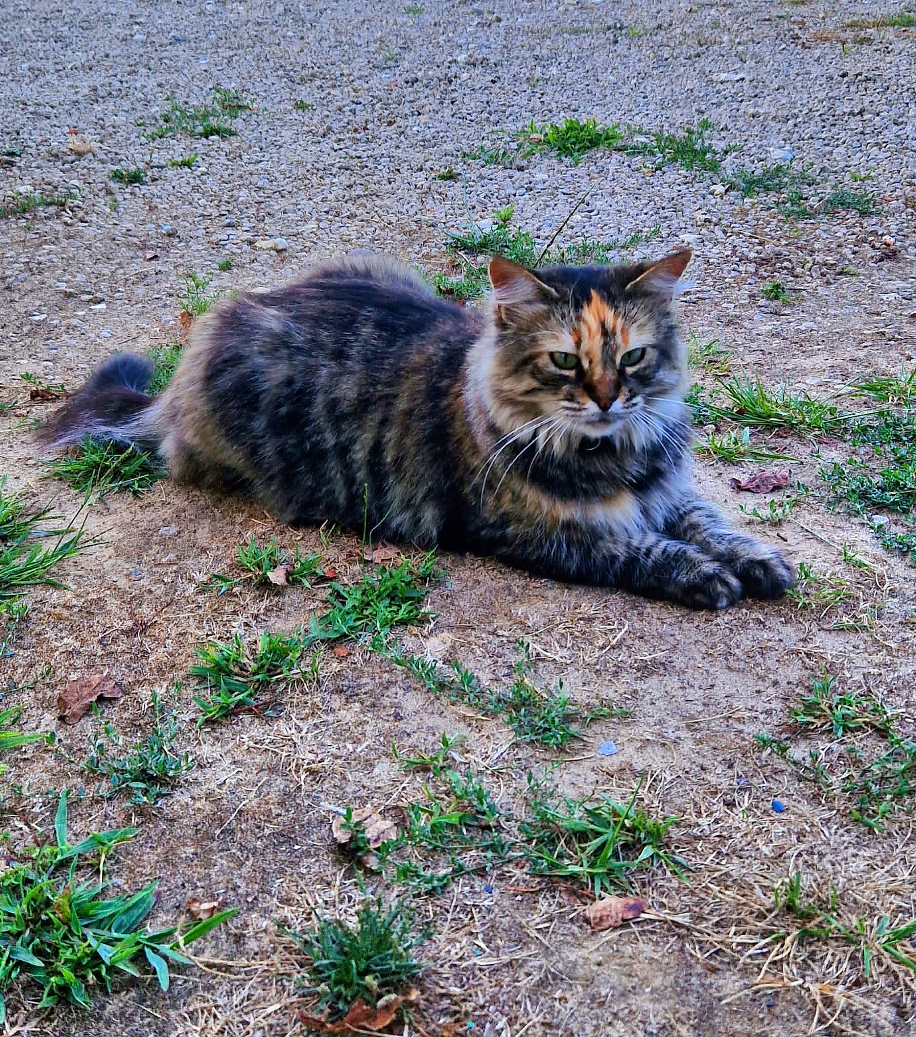 Vaneloppé participe au concours pour gagner de l'argent avec cette photo : carnivore, cat, domestic_short_haired_cat, eye, felidae, fur, grass, groundcover, plant, road_surface, sand, sitting, small_to_medium_sized_cats, snout, soil, tail, terrestrial_animal, tree, whiskers, wildlife