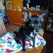 Gizmo is registered to the contest to win money with this photo: dog, black_dog, small_dog, table, blanket, dinosaur_pattern, wooden_table, indoor, furniture, cabinet, shelf, clutter, pet, animal, ears, blur, motion_blur, home, living_room, cute