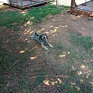 Walter is registered to the contest to win money with this photo: dog, outdoor, grass, dirt, fence, kennel, sunlight, pet, canine, yard, wooden_deck, happy, animal, nature, playful, collar, resting, shaded, summer, daytime