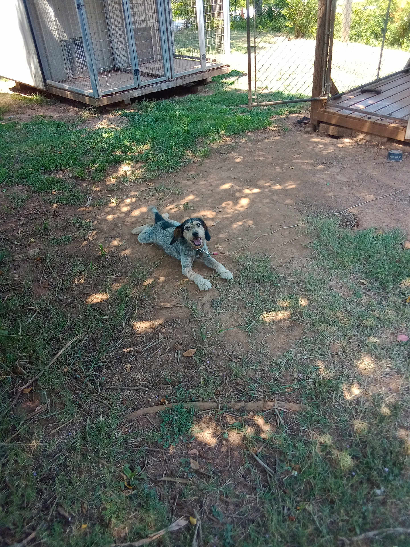 Walter is registered to the contest to win money with this photo: dog, outdoor, grass, dirt, fence, kennel, sunlight, pet, canine, yard, wooden_deck, happy, animal, nature, playful, collar, resting, shaded, summer, daytime