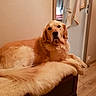 animal, bench, blanket, calm, companion, cozy, cute, dog, door, floor, fur, furniture, golden_retriever, home, indoor, mammal, pet, resting, towels, wooden_floor