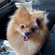 Dolce is registered to the contest to win money with this photo: dog, pomeranian, pet, car_interior, center_console, fluffy, cute, purple_bow, happy, tongue_out, sunlight, window, dashboard, leather_seat, small_dog, animal, companion, indoor, smiling, fur